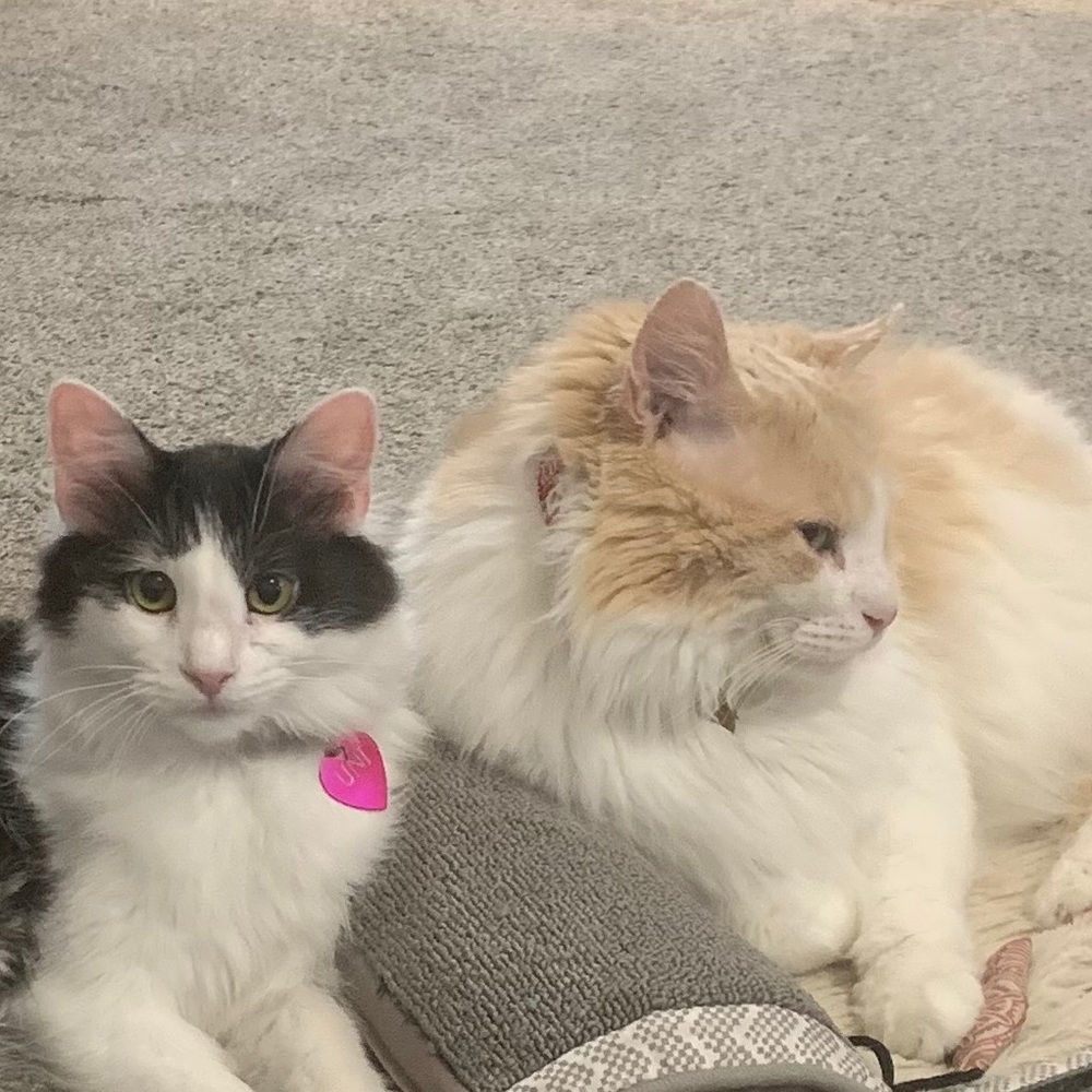 Meet your Posher, Rachel